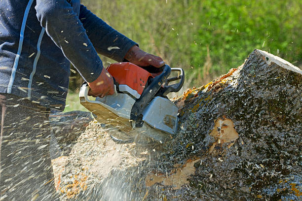 Leaf Removal in Hillsboro, ND